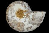 Sliced, Agatized Ammonite Fossil (half) - Jurassic #110754-1